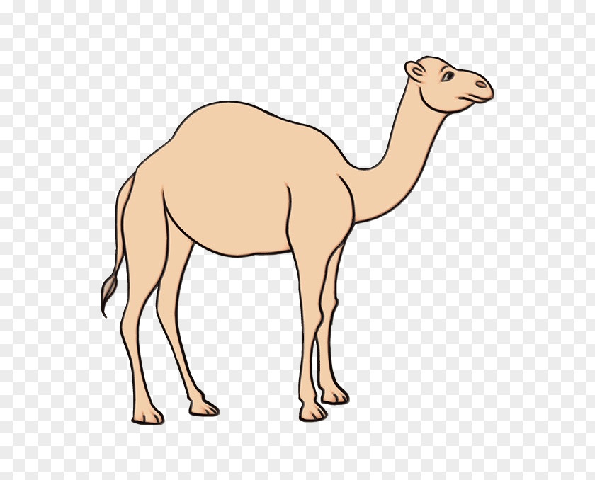 Dromedary Fauna Pack Animal Ecoregion Clip Art PNG