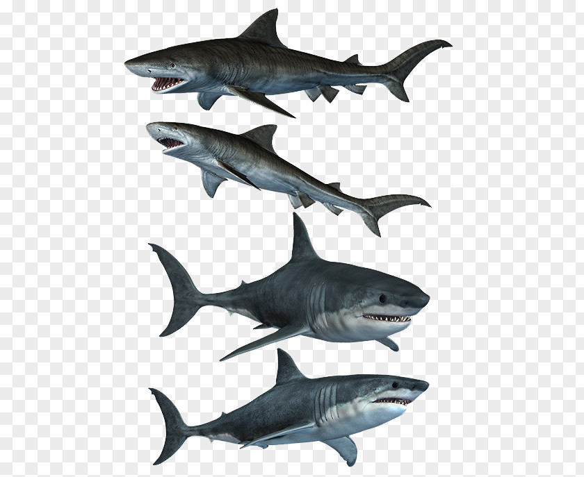Ferocious White Shark Great DeviantArt Stock PNG