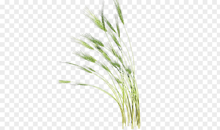 Green Oil Amount Of Wheat Clip Art PNG