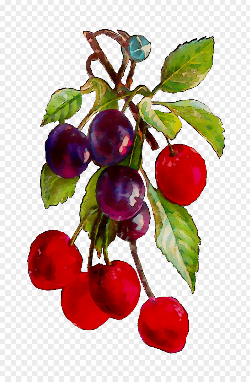 Lingonberry Cranberry Bilberry Damson Berries PNG