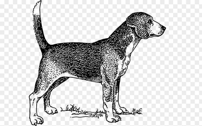 Dog Illustration Beagle Drawing Clip Art PNG
