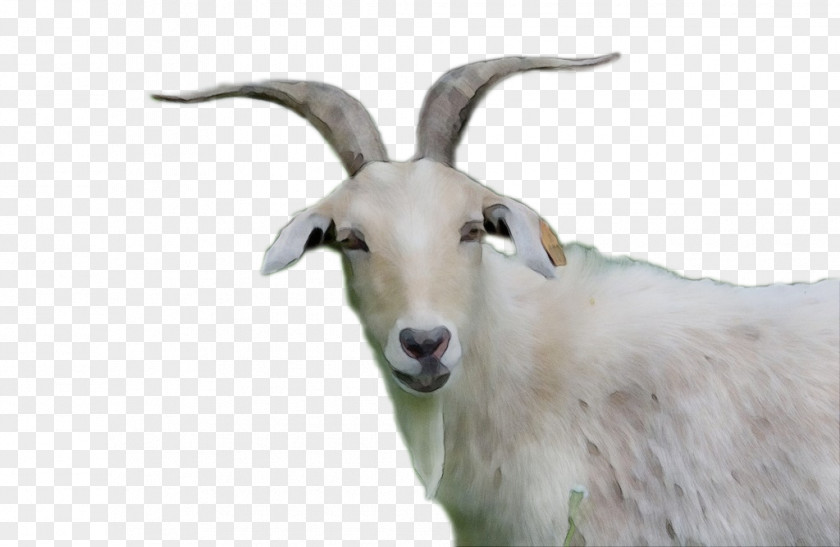 Goat Sheep Clip Art Cattle PNG