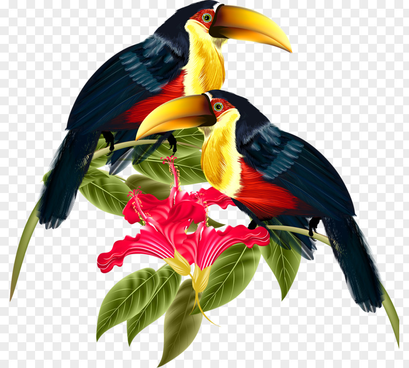 Toucan Bird Clip Art PNG
