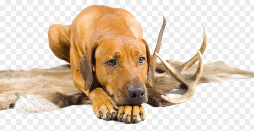 Antler Dog Breed Rhodesian Ridgeback Puppy Redbone Coonhound Broholmer PNG