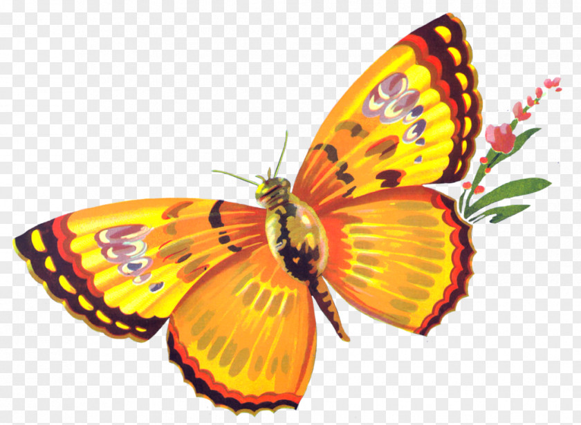 Buterfly Desktop Wallpaper Butterfly Clip Art PNG