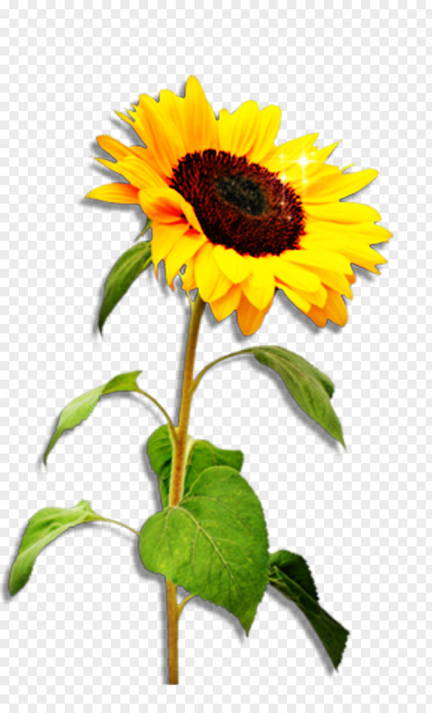 Cool Sunflower Common Stock Photography Stock.xchng Image Royalty-free PNG