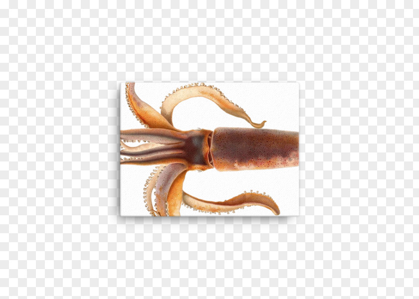 European Flying Squid Cuttlefish Phylum PNG