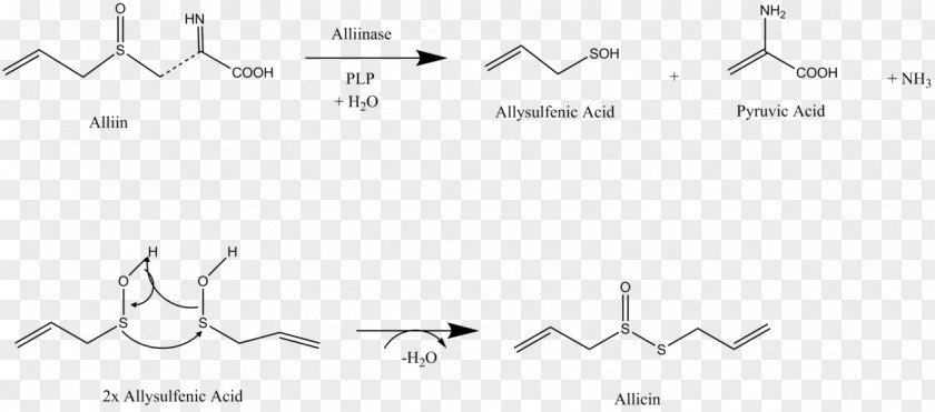 Garlic Allicin Diallyl Disulfide Alliin Sulfur Allioideae PNG