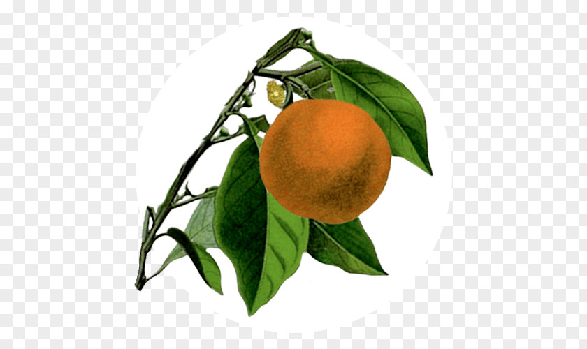 Sweet Orange Bitter Mandarin Rangpur Tangerine Tangelo PNG