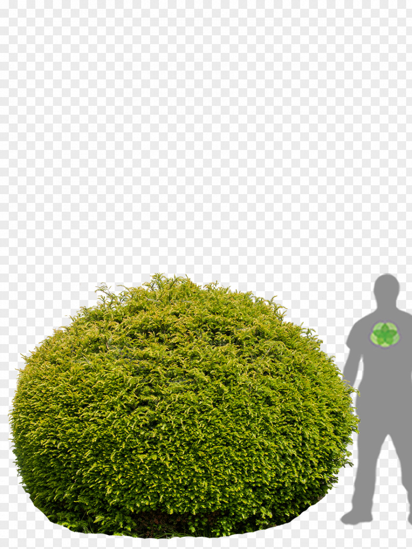 Tree Hedge English Yew Evergreen Flowerpot PNG