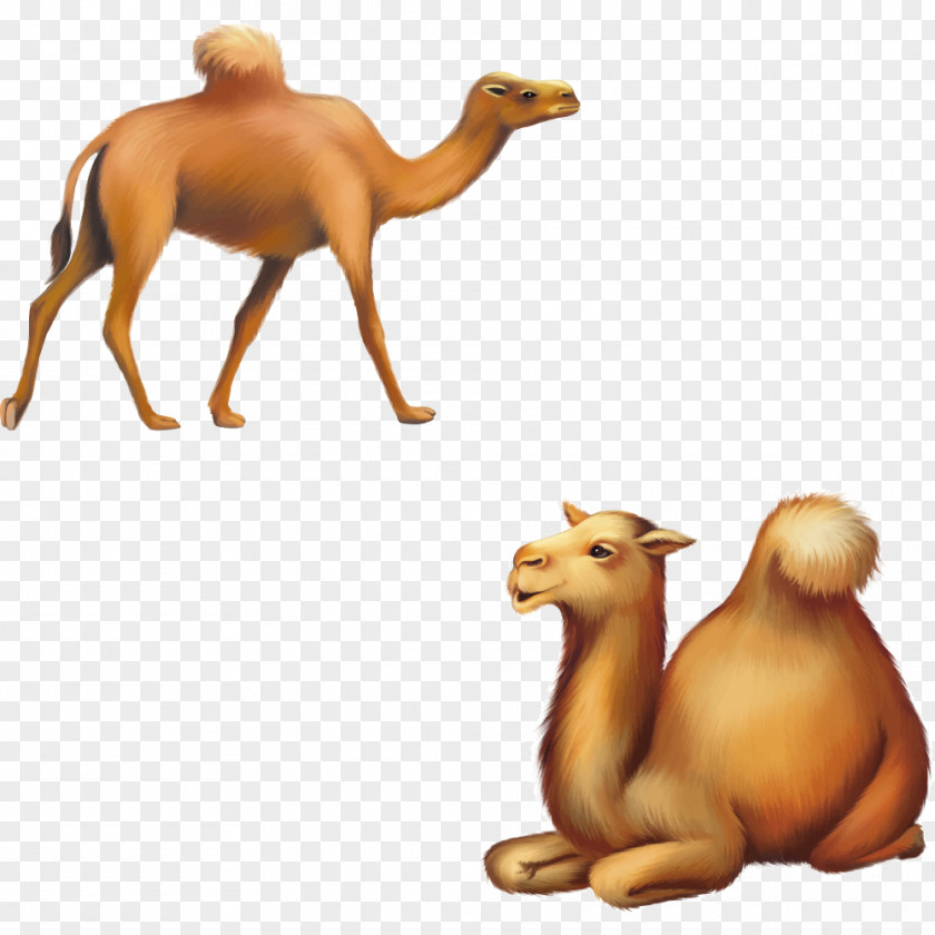 Vector Camel Cartoon Silhouette Illustration PNG