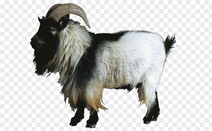 Goat Animal Sheep–goat Hybrid Cattle PNG