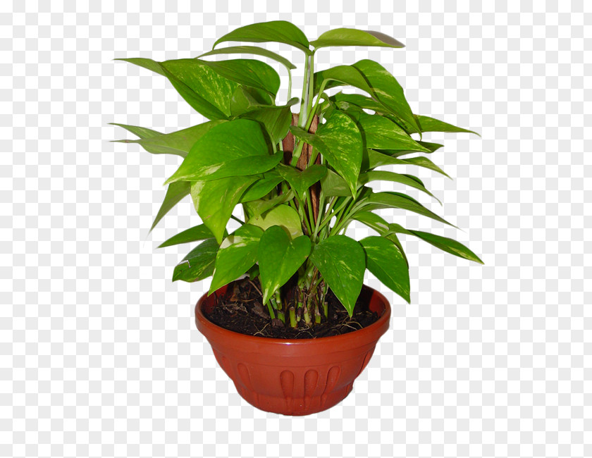 Monstera Houseplant Flowerpot Ornamental Plant PNG