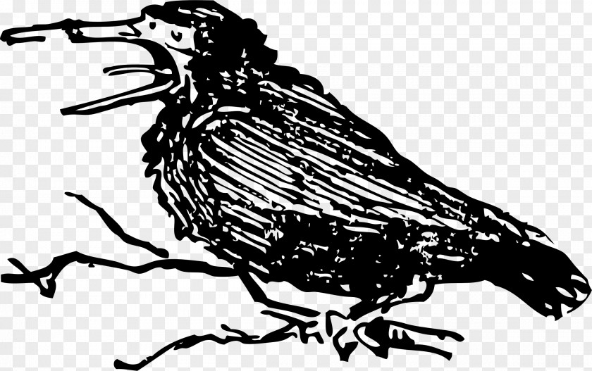 Raven Bird Crow Beak Clip Art PNG
