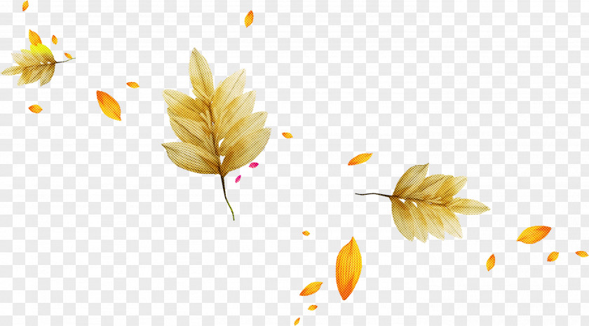 Yellow Leaf Plant Flower Petal PNG