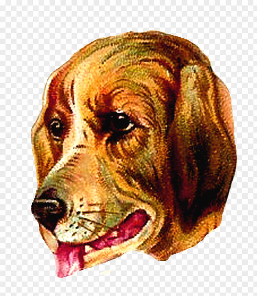 Bloodhound Harrier English Foxhound Redbone Coonhound Beagle PNG