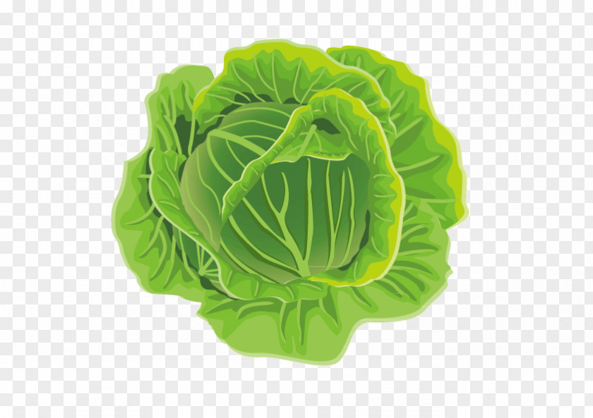 Cabbage Leaf Vegetable Cauliflower Kale PNG