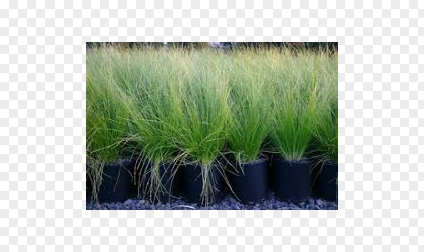 Copyright Vetiver Herb All Rights Reserved TJ'S Wholesale Plants PNG