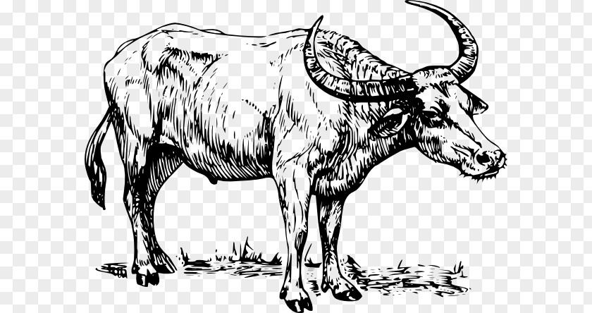 Design Buffalo Drawing Clip Art PNG