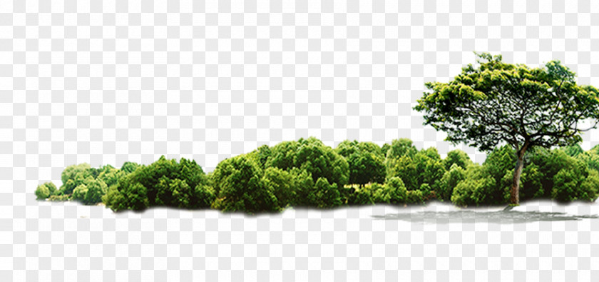 Green Tree Jungle PNG