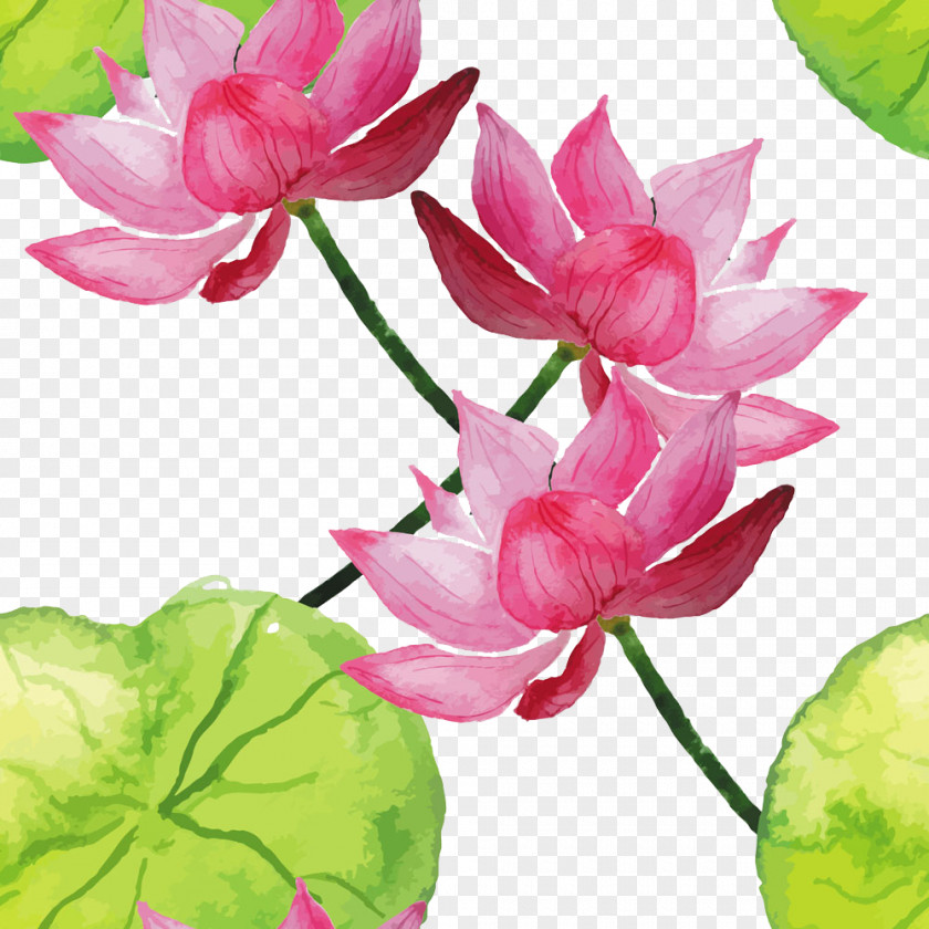 Hand-painted Lotus Nelumbo Nucifera Watercolor Painting Illustration PNG