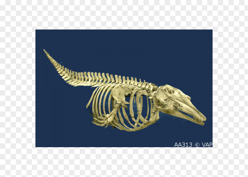 Skeleton Beluga Whale Cetaceans Blue Bone PNG
