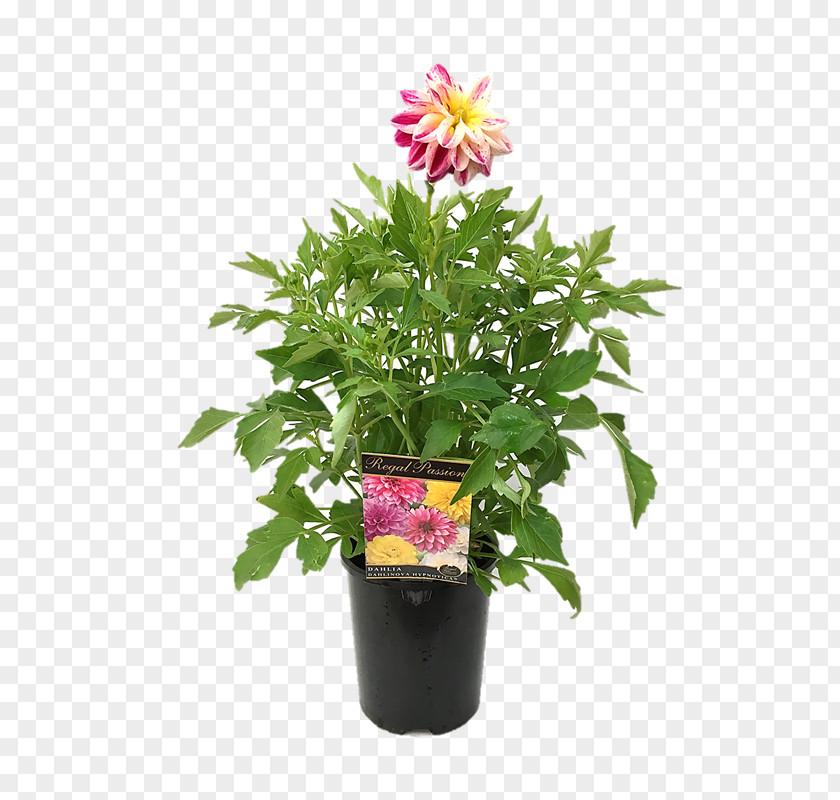 Watercolor Dahlia Cut Flowers Flowerpot Houseplant Herb Annual Plant PNG
