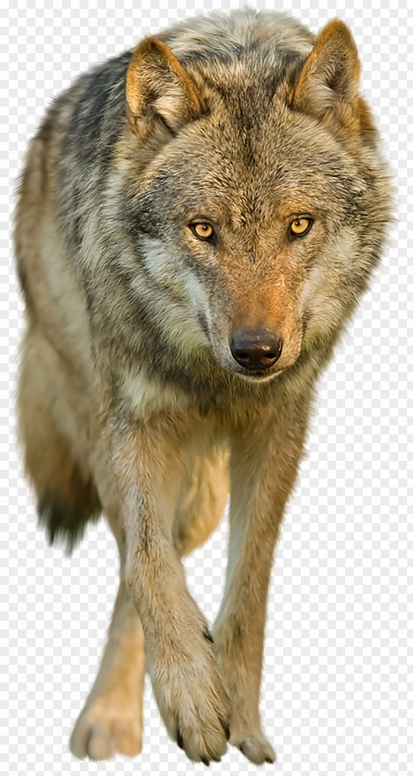 Wolf Dog Black Clip Art PNG