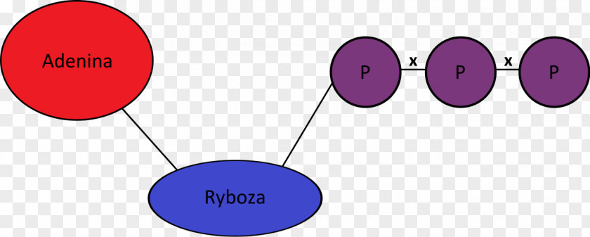 Atp Adenosine Triphosphate Nucleotide Molecule Chemistry PNG