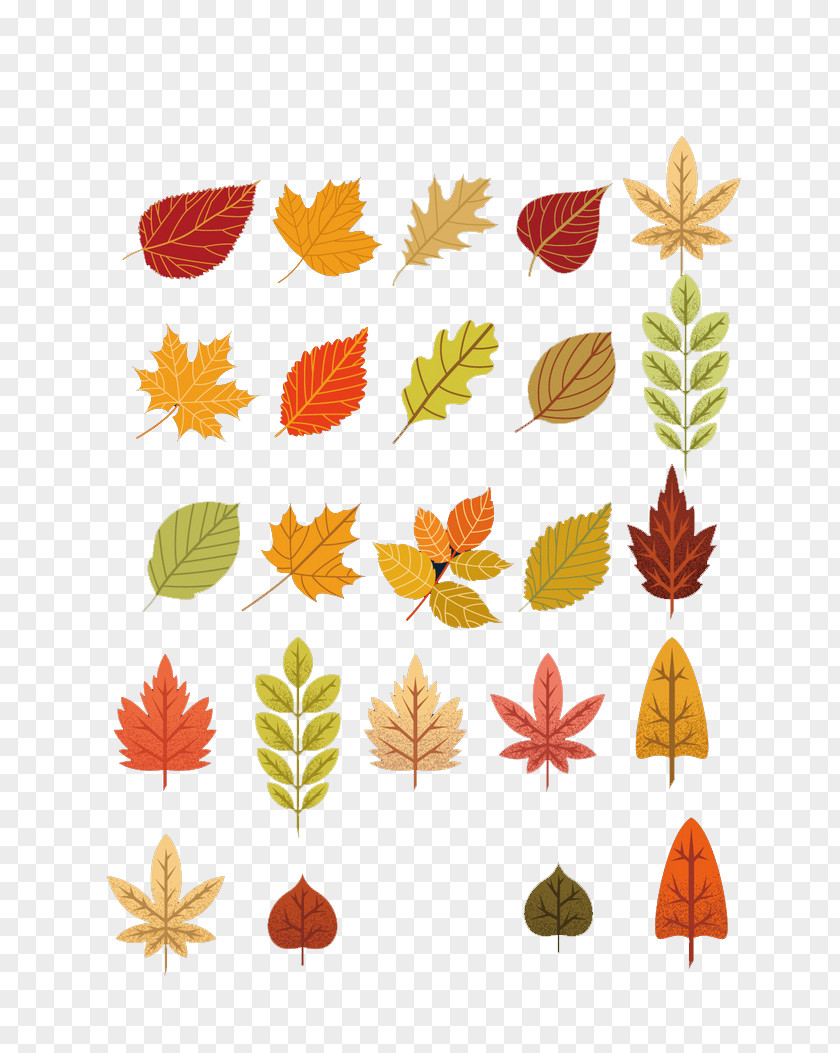 Autumn Leaves Maple Leaf PNG