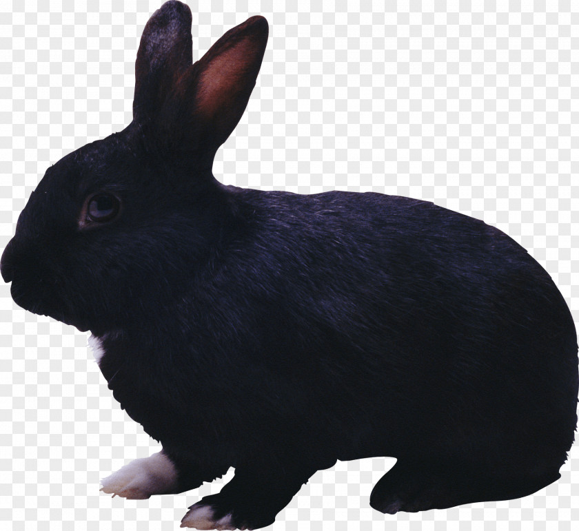 Black Rabbit Image Hare Easter Bunny PNG