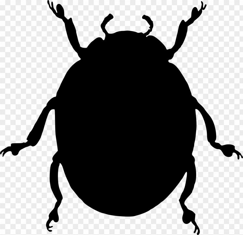Clip Art Insect Weevil Silhouette Black M PNG