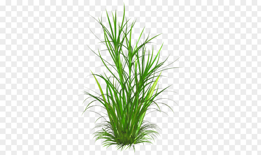 Grass Weed Lawn Ornamental Plant Clip Art PNG