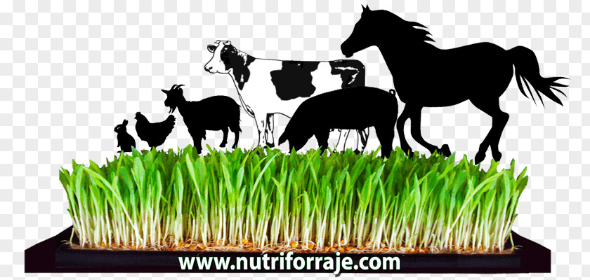 Imagenes De Pasto Maiz Beef Cattle Fodder Hydroponics Agriculture Dairy PNG