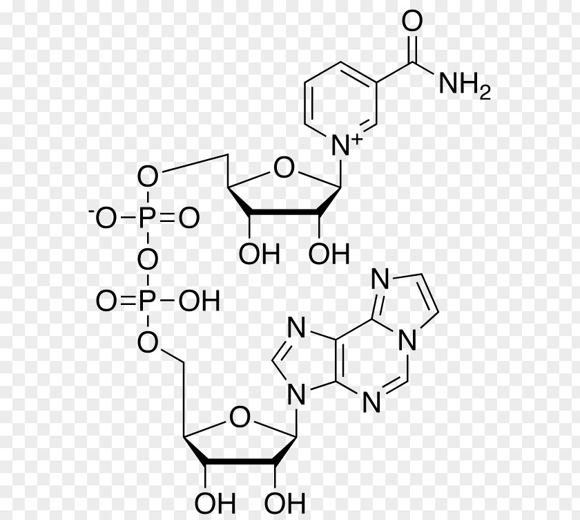 Nicotinamide Riboside Cyclic Adenosine Monophosphate Triphosphate Nucleotide PNG
