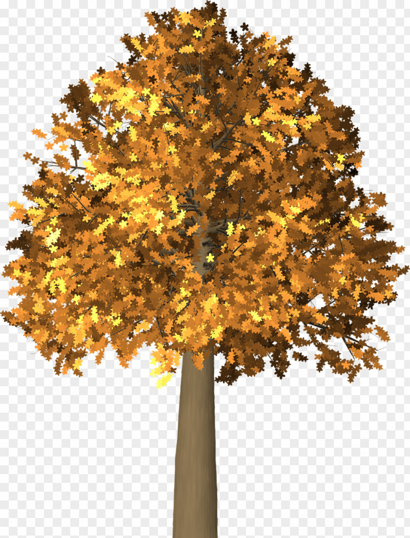 Tree Maidenhair Autumn Branch Clip Art PNG