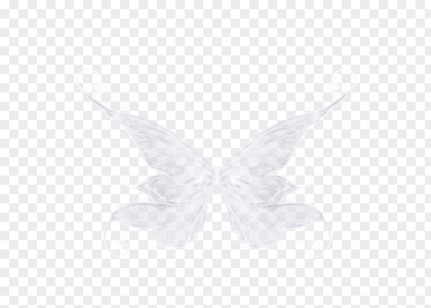 Wings White Moth PNG