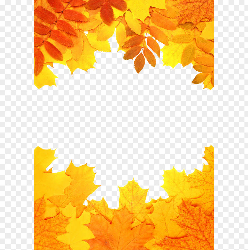Autumn Leaves Leaf Color Orange PNG