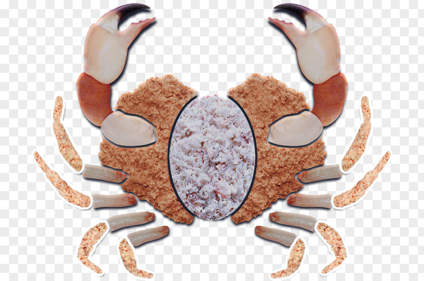 Dungeness Crab I PNG crab I, Lobster: A Crustacean Odyssey meat, clipart PNG