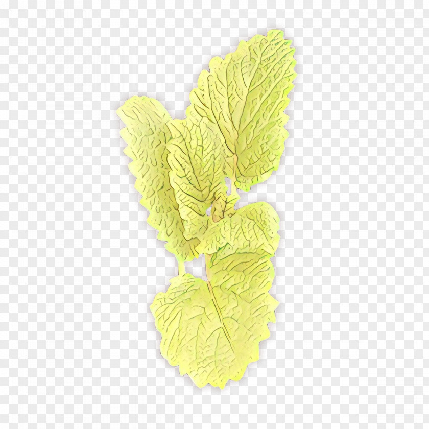 Herb Flower Yellow PNG