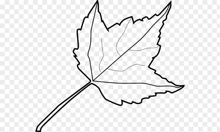 Leaf Maple Drawing Clip Art PNG