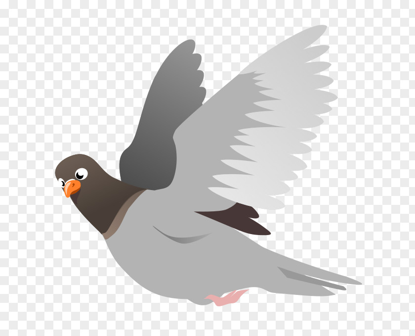 Pigeon Homing English Carrier Columbidae Squab Clip Art PNG