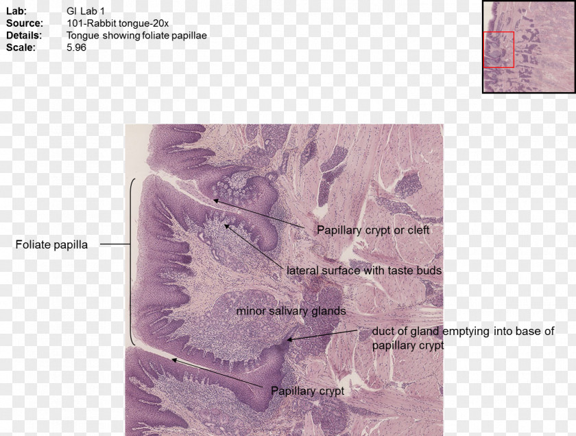 Submandibular Gland Paper Organism Font PNG