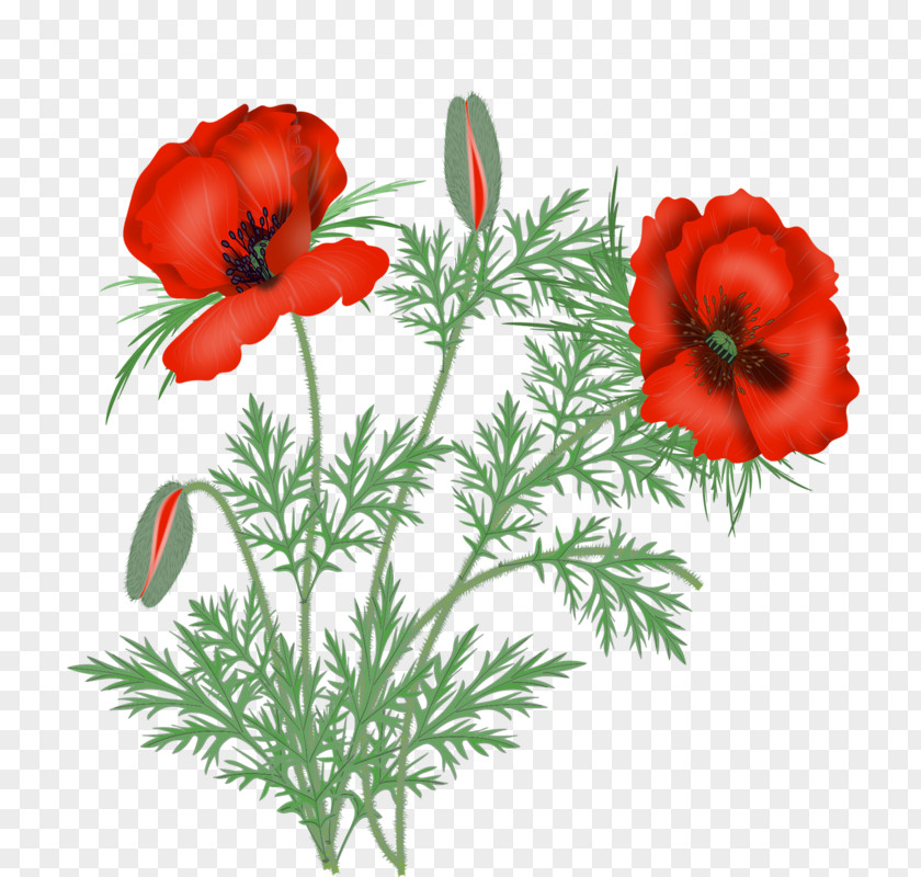 Wildflower Cinquefoil Bouquet Of Flowers Drawing PNG