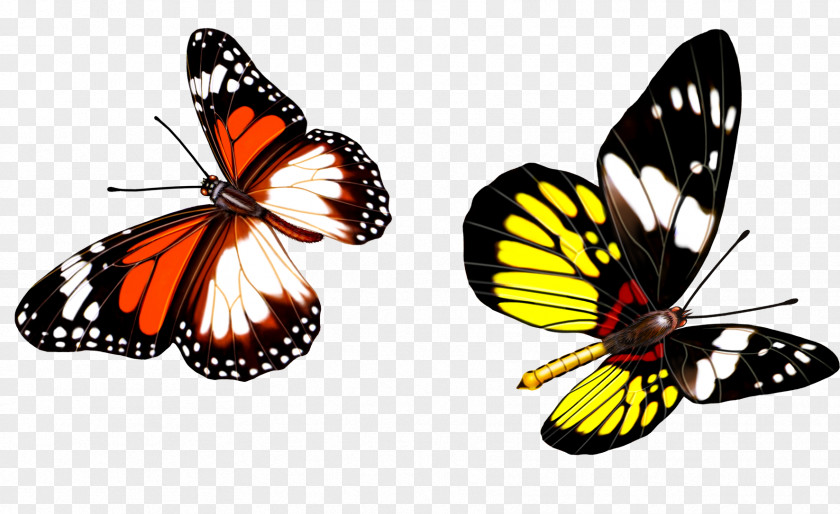 Colorful Butterfly Download PNG