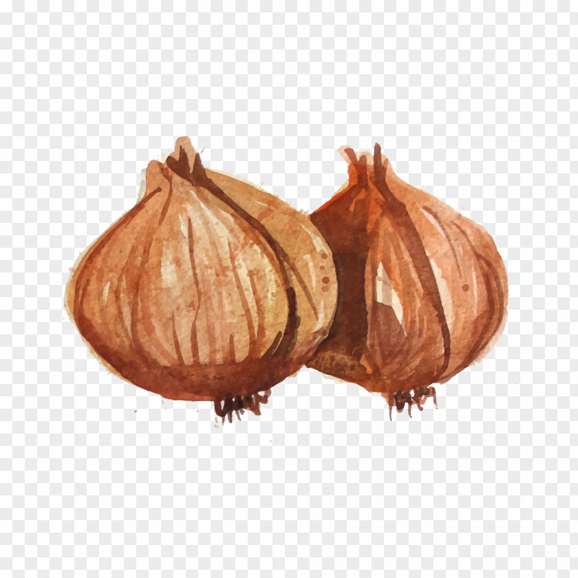 Drawing Onion Watercolor Painting Vegetable Illustration PNG