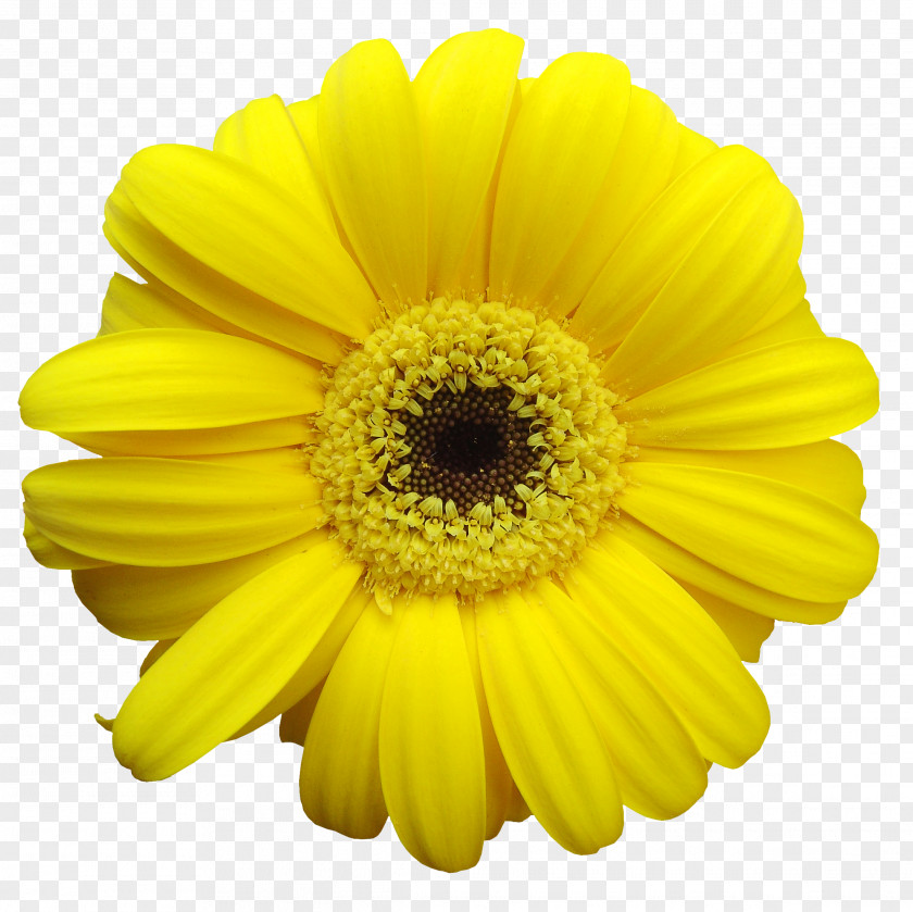 Gerbera Yellow Common Daisy Transvaal Flower Clip Art PNG