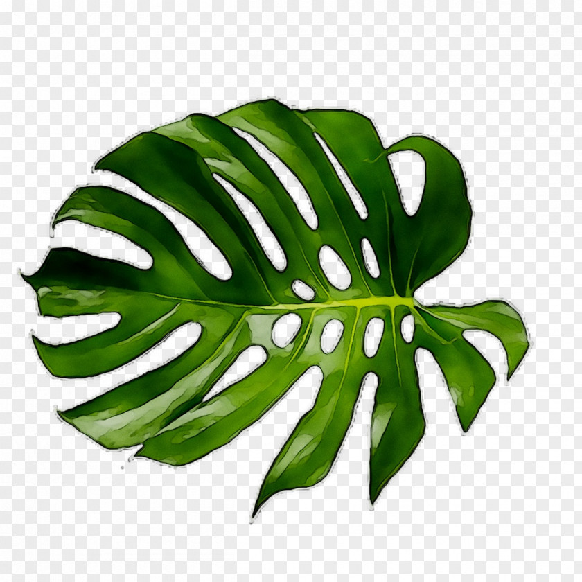 Swiss Cheese Plant Leaf Tropical Garden Stem PNG