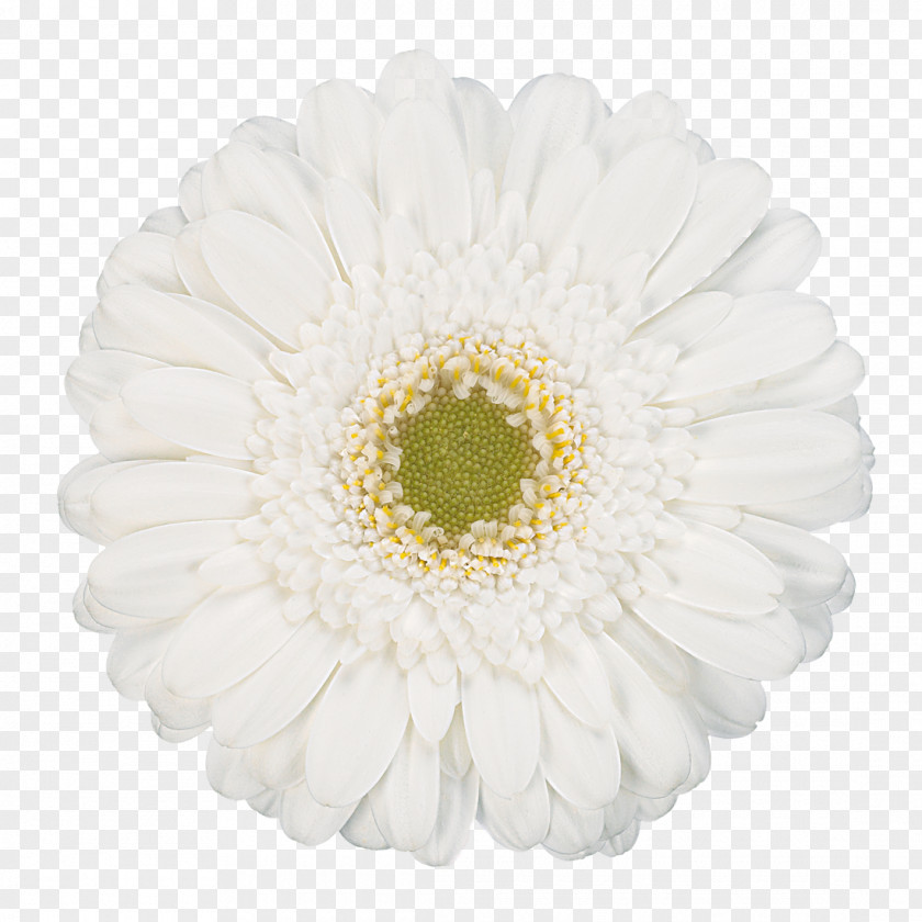 Daisies Transvaal Daisy White Cut Flowers Common PNG