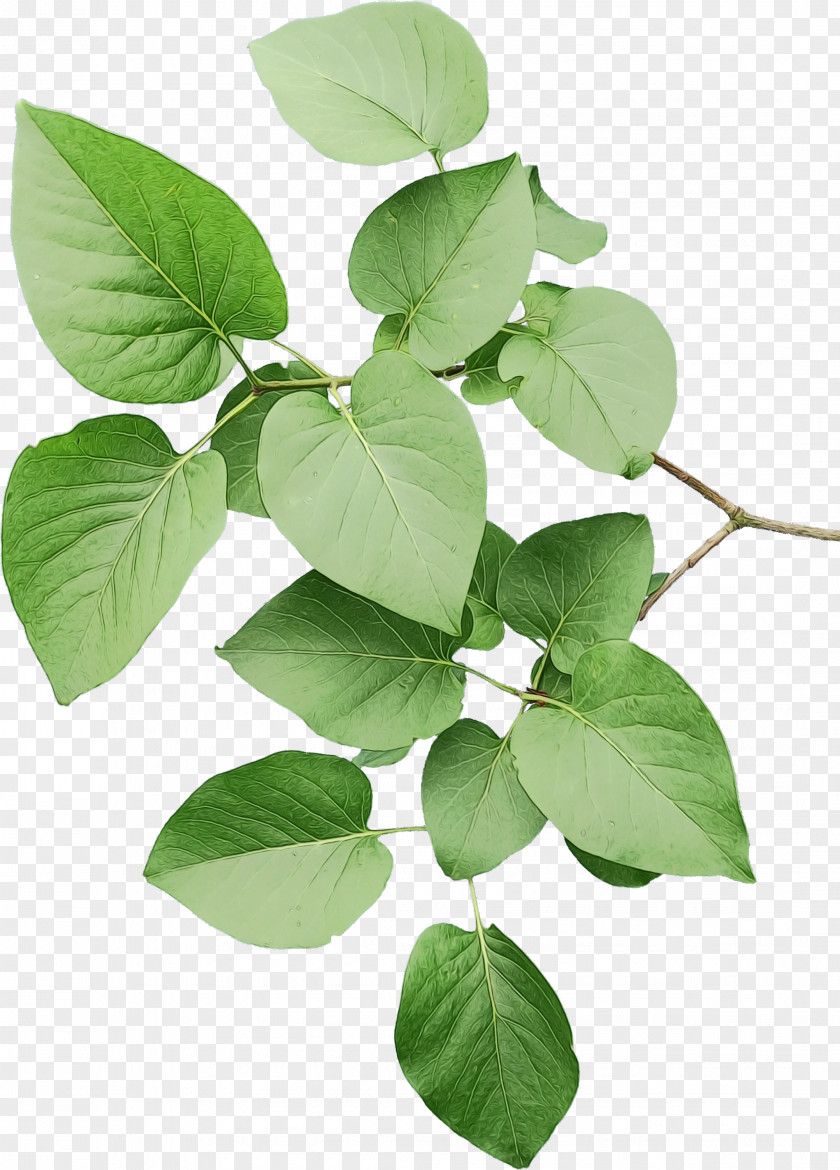 Leaf Plant Stem Herb Plants PNG